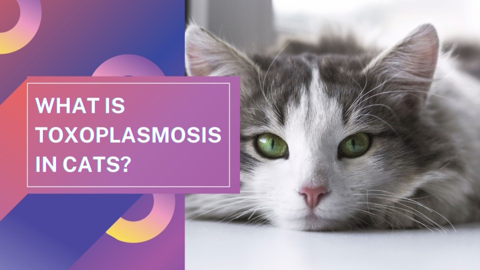 Toxoplasmosis In Cats What You Need To Know Complete Overview Petscarex